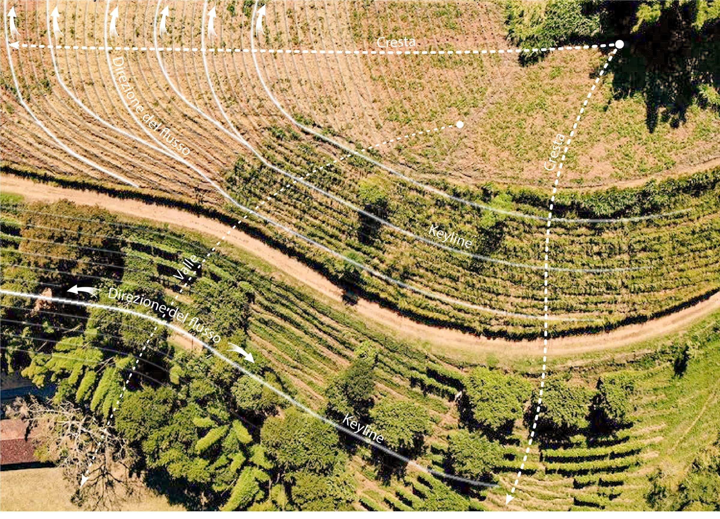 Vista aérea de un viñedo con las líneas del diseño Keyline dibujadas sobre el terreno