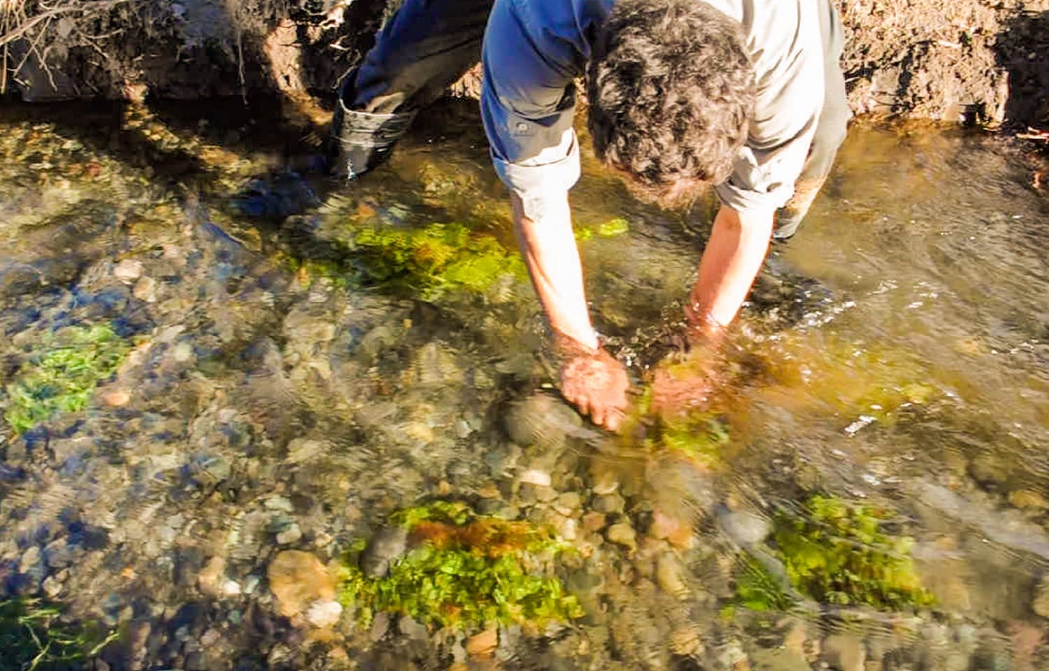 Manos implantando plantas acuáticas en el fondo de un arroyo de agua clara